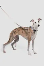ペット用牽引ロープ【衝撃吸収・スリングショルダー・両手を自由に使える・中型・大型犬用】