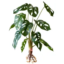 アートフィモンステラ風ミニ観葉植物【卓上装飾用・北欧スタイル】