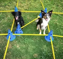 犬用障害物トレーニングセット【S字型・腰下を通る・リハビリ用】