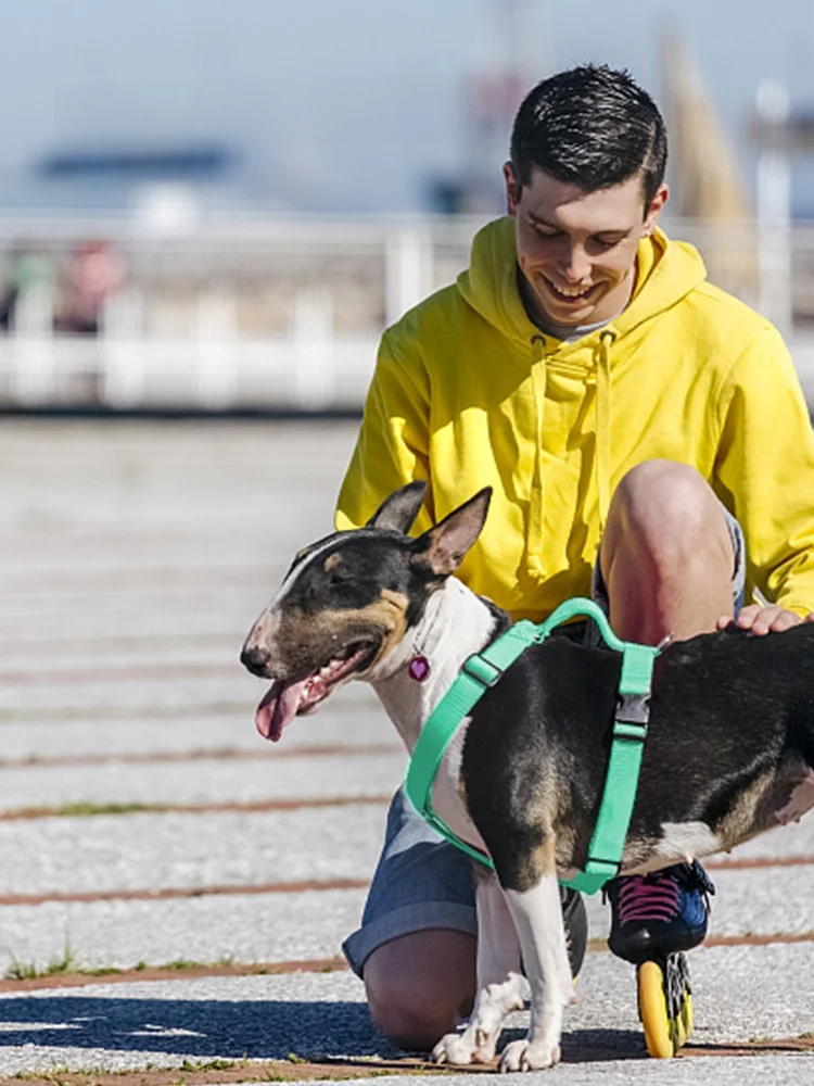 犬のお散歩グッズをコスパ良く揃える方法｜大型犬向けリードの実用性と選び方完全ガイド