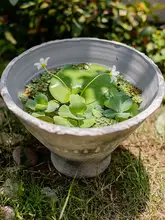 陶製植木鉢【ビンテージ風・多肉植物・透湿性・大口径】