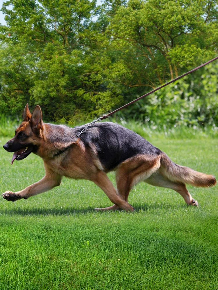 犬のお散歩グッズをコスパ良く揃える方法 - 本革製中型犬用リードの実用性と選定基準