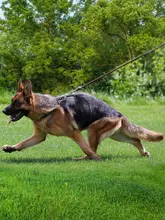本革製中型犬用リード【極上の柔らかさ・耐久性あり】
