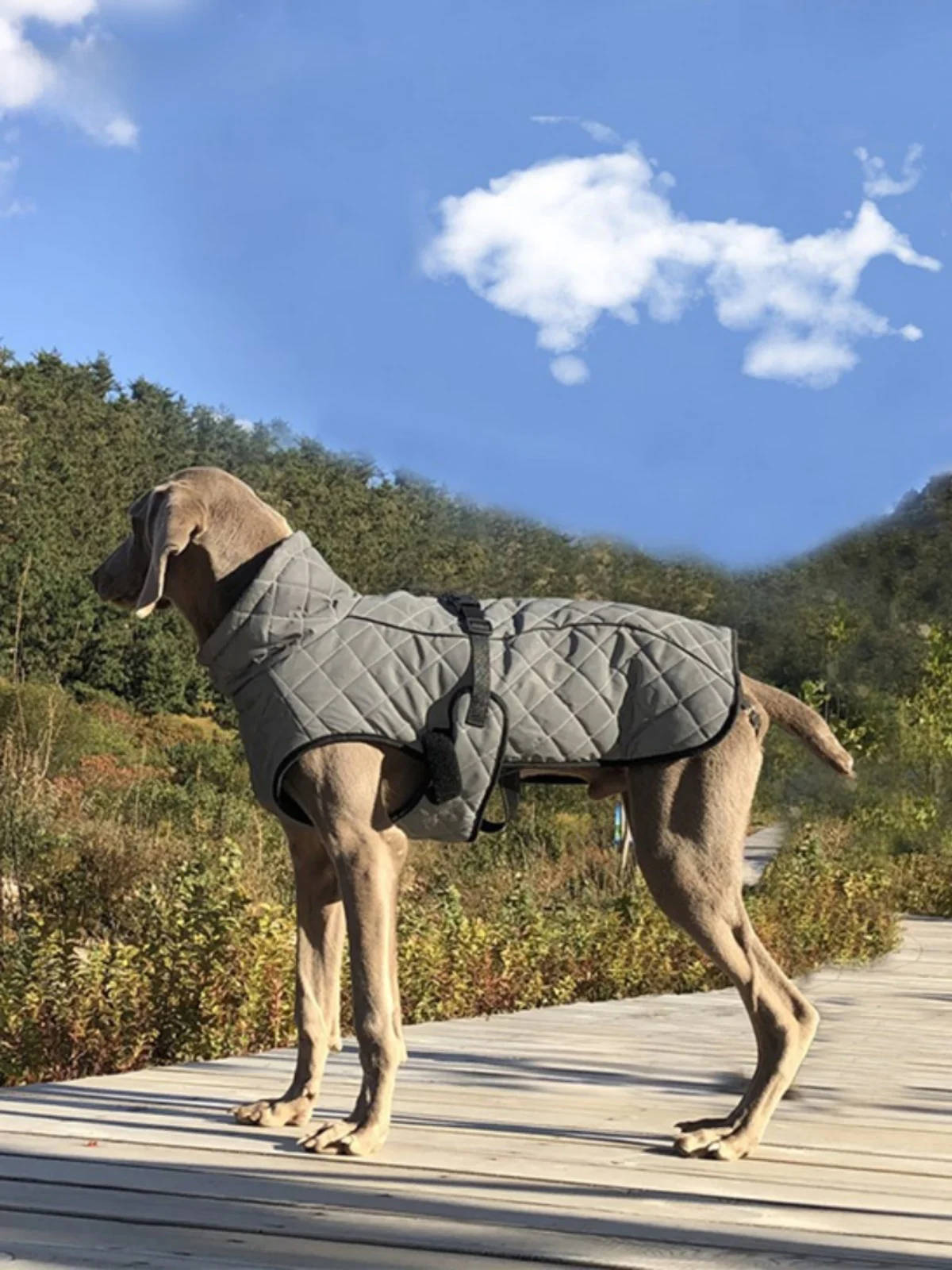 反射素材の犬用防風ジャケット：中型・大型犬向けの冬用保温設計