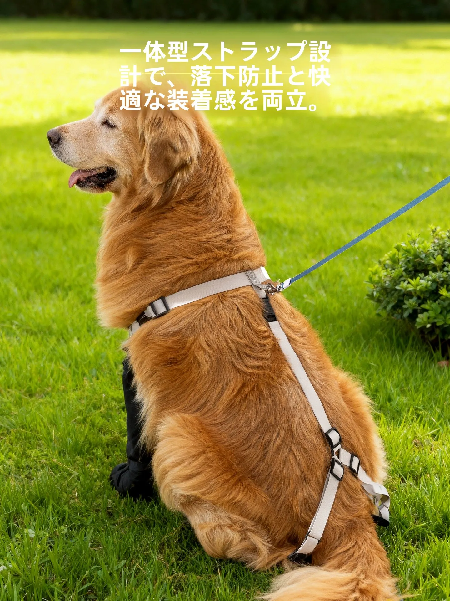 愛犬用防水シューズ：散歩時の汚れ防止と耐久性を実証する実用性分析