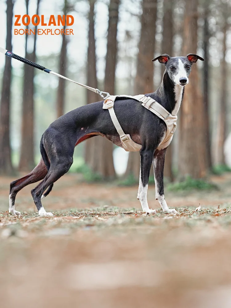 犬のお散歩グッズをコスパ良く揃える方法｜見た目・機能のバランスを徹底解説
