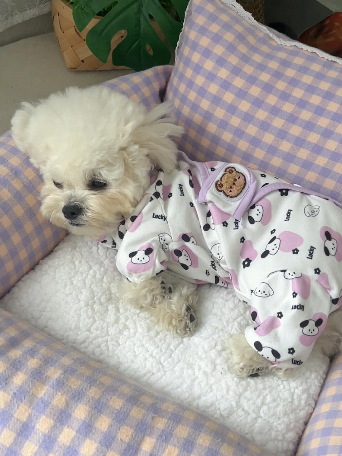 ミニワン用全身服：秋冬期の小型犬向け保温性と可愛さを実証