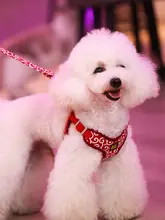 ペット用ハーネス リード付き【抗爆・ジャケットタイプ・小型犬・大型犬対応・コーギー・柴犬・ビションフリーゼ用】