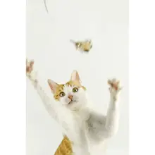 猫用おもちゃ フェザー付きキャットボール【鈴音・仿生デザイン・蝶形】