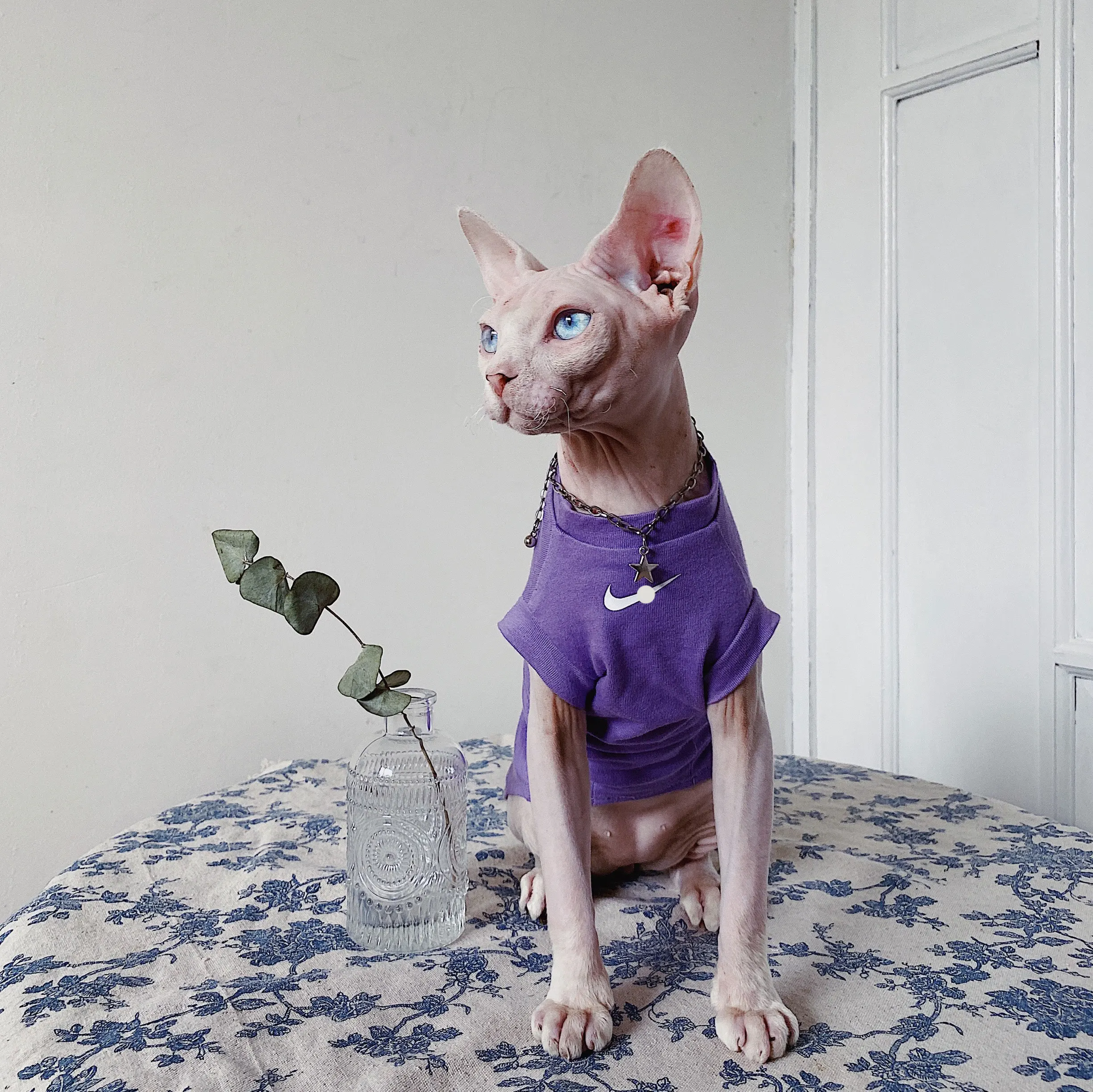 無毛猫用Tシャツ：一人暮らしに最適なカジュアルスタイルの選択肢