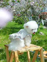 犬用ドレス【パーティー・可愛い公主デザイン・小型犬用】