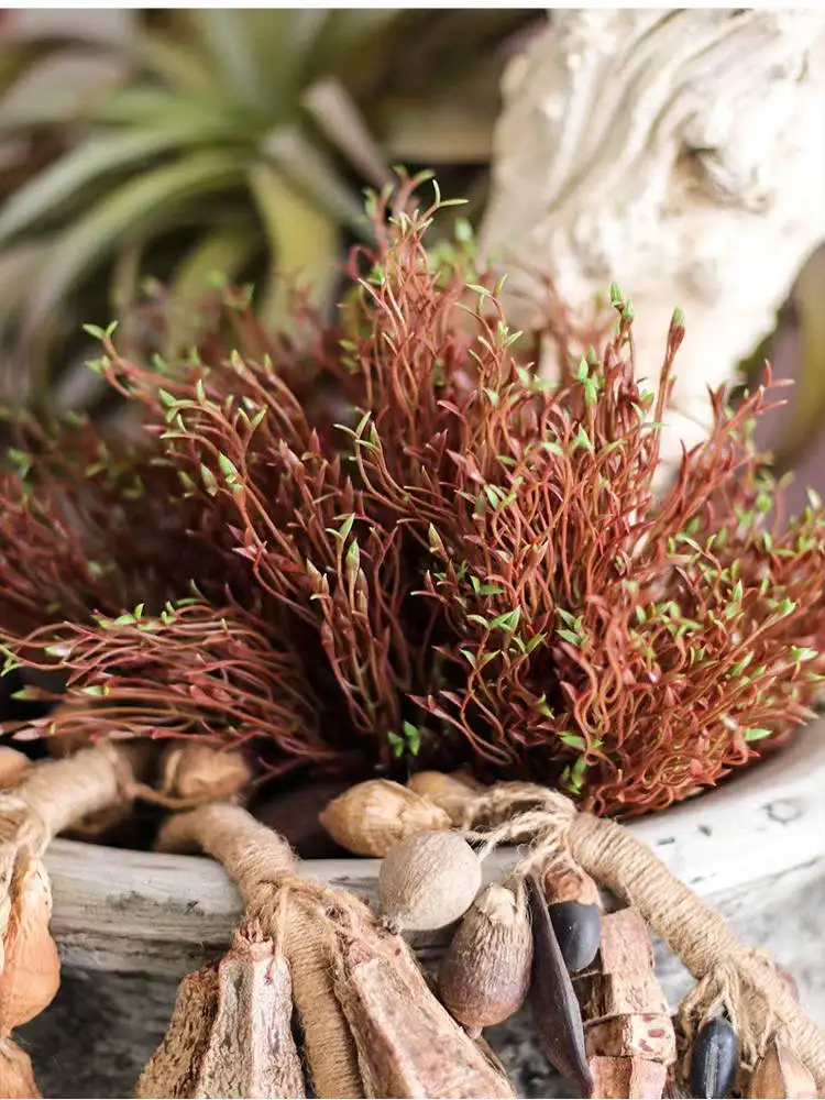 マメクロゴウチとは何か：リアルなブラウン植物の芽の実際の用途と効果