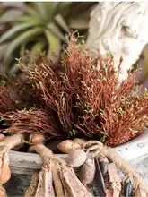 リアルなブラウン植物の芽【屋外装飾・水草水槽用・苔と胞子の模倣】