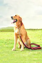 大型犬用 自動調節リード【サモエド・ゴールデン・ラブラドール・フレンチブルドッグ対応】