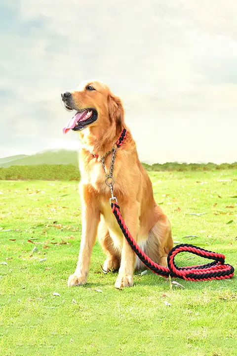 大型犬用 自動調節リード【サモエド・ゴールデン・ラブラドール・フレンチブルドッグ対応】