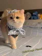 ペット用 フード付きビブ【猫犬用・装飾的な蝶ネクタイ・金色グラデーション】