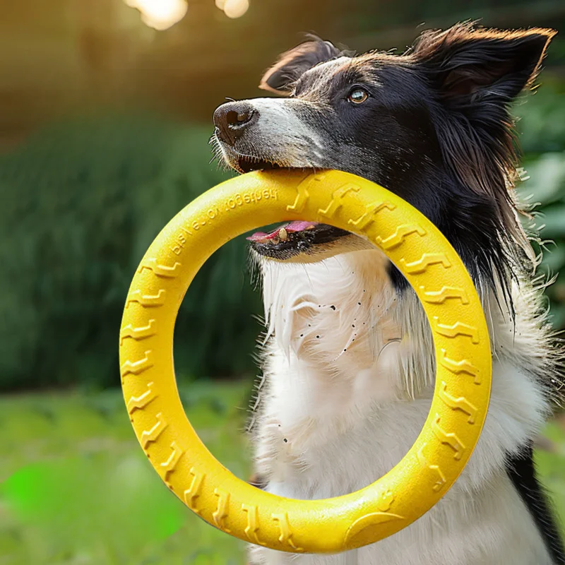犬首輪とは何か？その本質と、私たちの暮らしにどう関わるのか