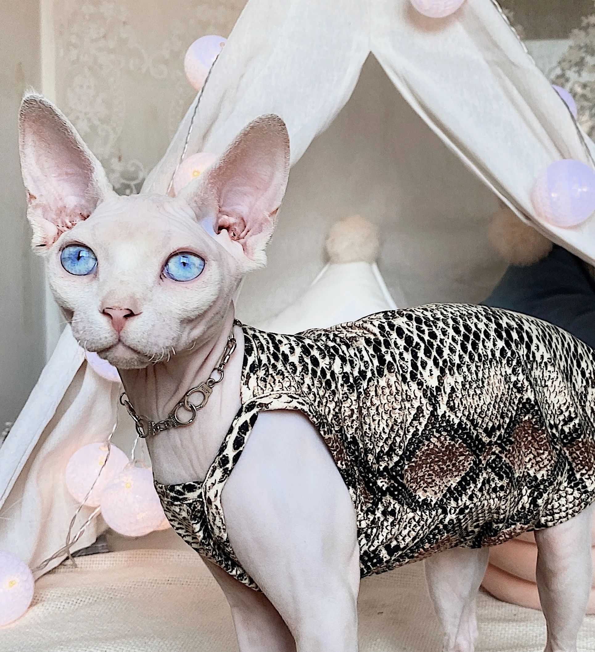 無毛猫の服を選ぶなら、ヨーロッパとアメリカのデザインが一番？