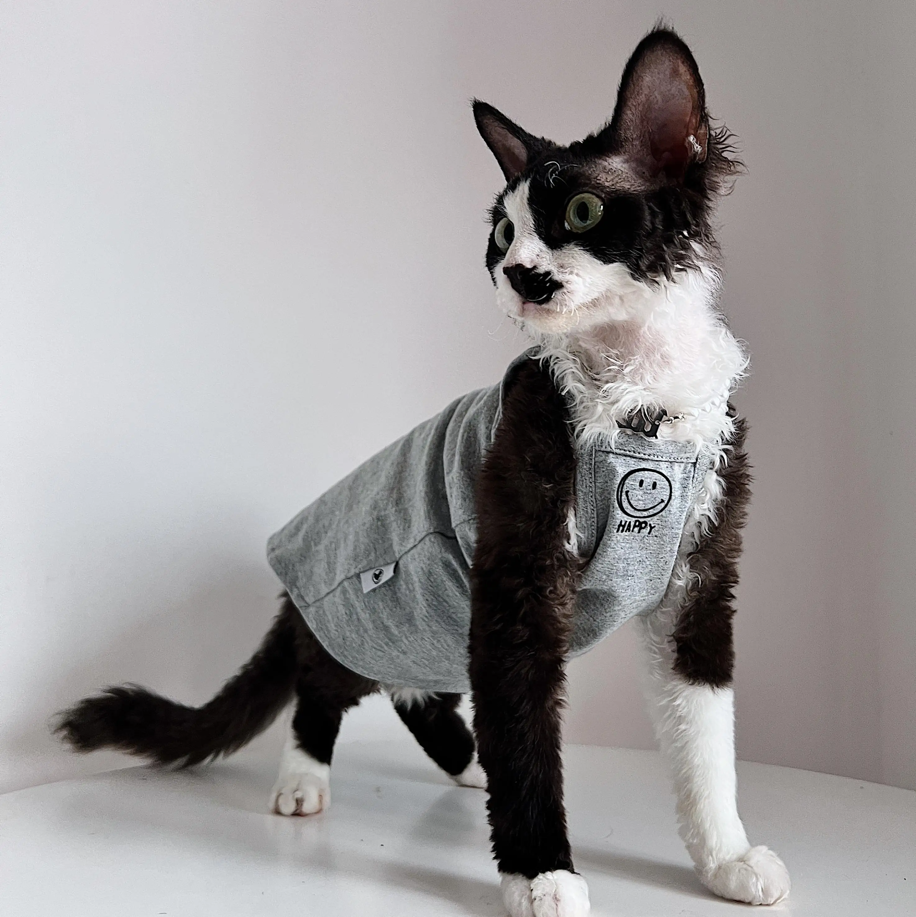 猫tシャツを選ぶときに迷うのは、デザインと質のバランスってどこ？