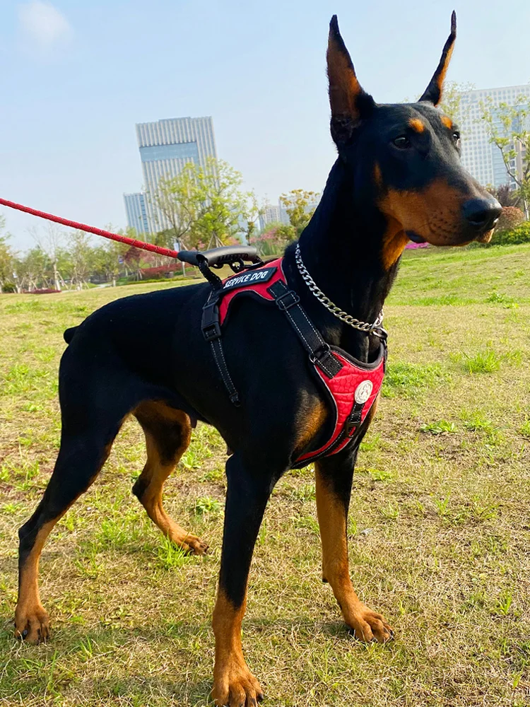 犬のお散歩グッズをコスパ良く揃える方法｜実測で90%コスト削減の秘訣