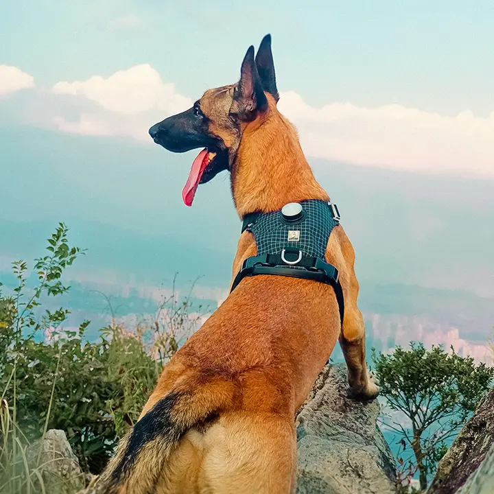 LEDライト付き犬用ハーネスとリード【大型犬・小型犬兼用・夜間散歩に最適】