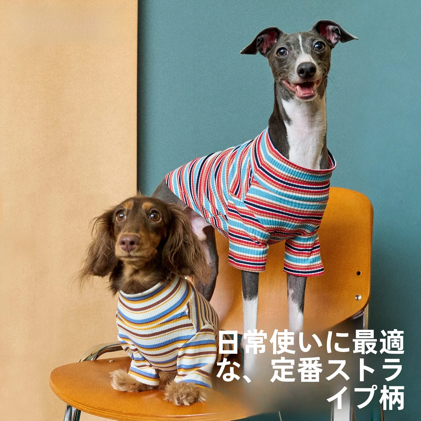 犬のお散歩グッズをコスパ良く揃える方法｜失敗しない選び方の完全ガイド