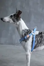 犬用ハーネス付きリード【中型犬・大型犬対応・散歩用】