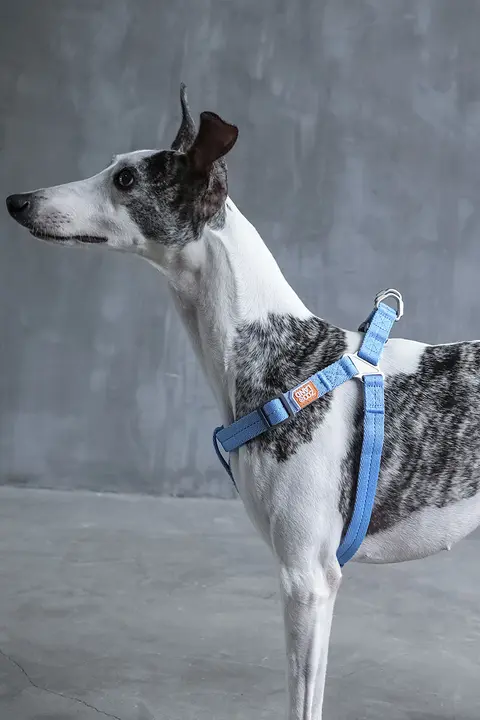 犬用ハーネス付きリード【中型犬・大型犬対応・散歩用】