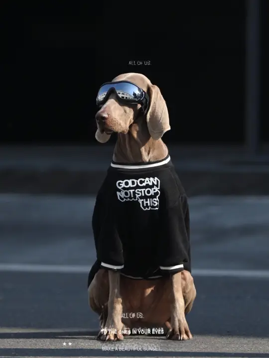 大型犬用ウェア【春秋用・フーディー・ラブラドール・ゴールデン・サモエド対応】