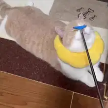 猫用マッサージスティック【伸縮式・かゆみ解消・遊び用おもちゃ】