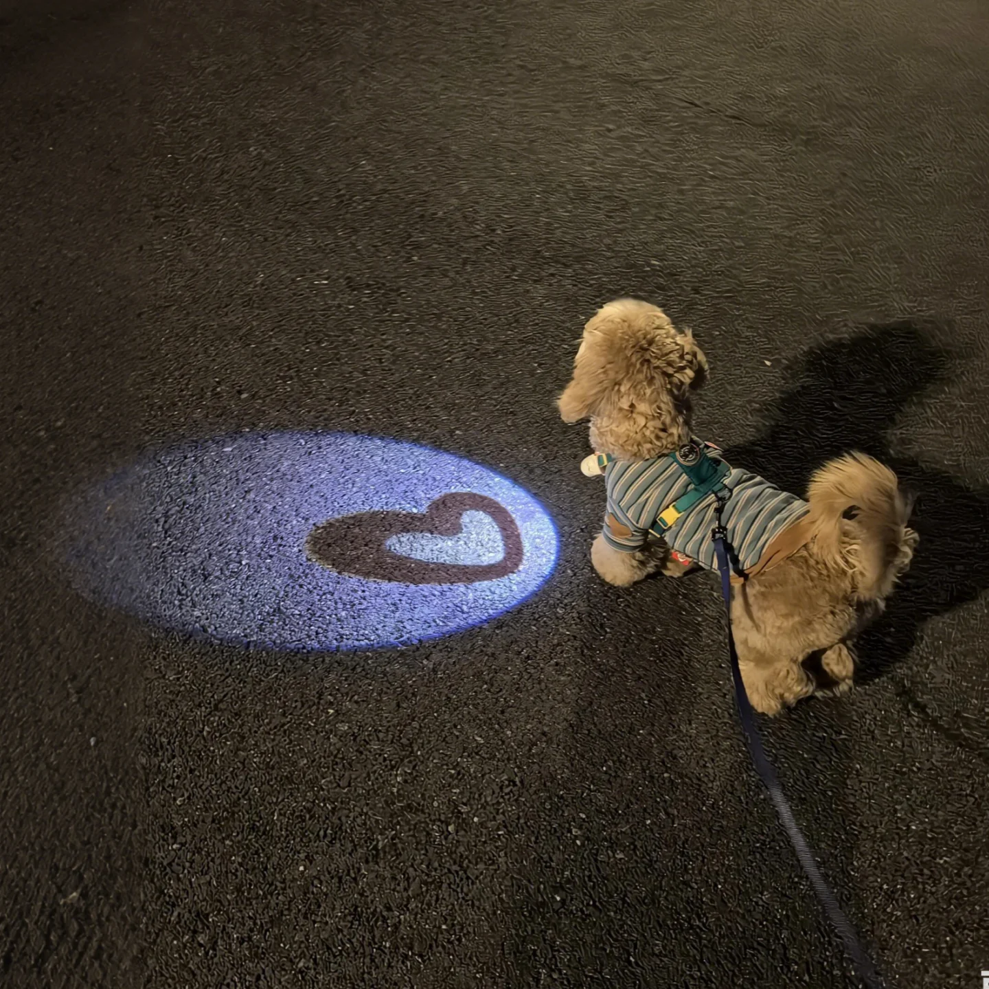 災害時、犬が迷わないようにするための「夜間発光首輪」は本当に効果的？