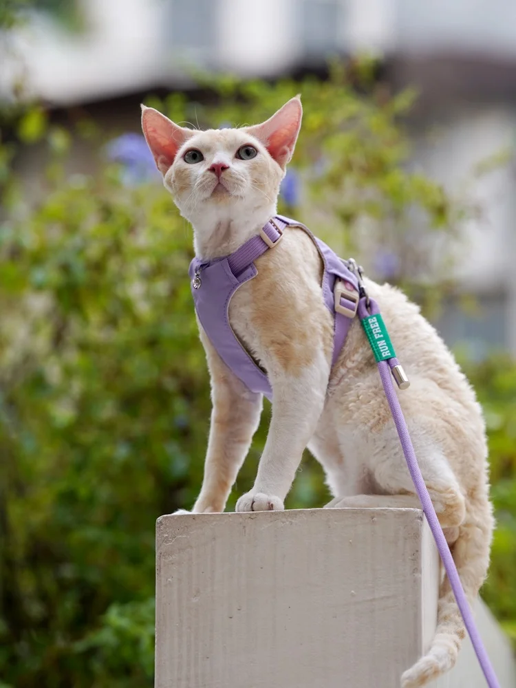 ARKIKA 猫用ハーネス型リード【脱走防止・小型猫用・軽量デザイン】