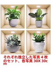 立体感のある多肉植物のウォールステッカー【インテリア用・ガラス貼り対応】