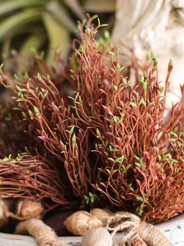 マメクロゴウチとは何か：リアルなブラウン植物の芽の実際の用途と効果