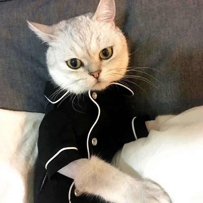 猫飼いが買ってよかったもの・悪かったもの正直に言う｜防毛スリープウェアの選び方と実際の体験