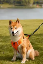 犬用引き紐付きハーネス【柴犬・中大型犬用・脱走防止・デザイン性高い】