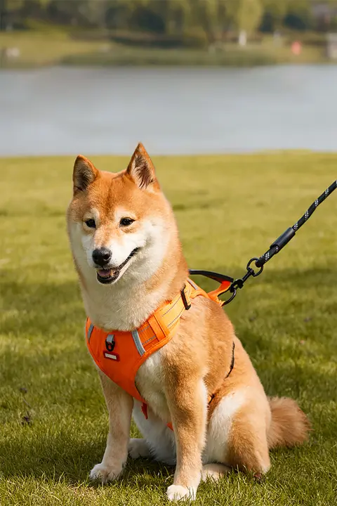 犬用引き紐付きハーネス【柴犬・中大型犬用・脱走防止・デザイン性高い】