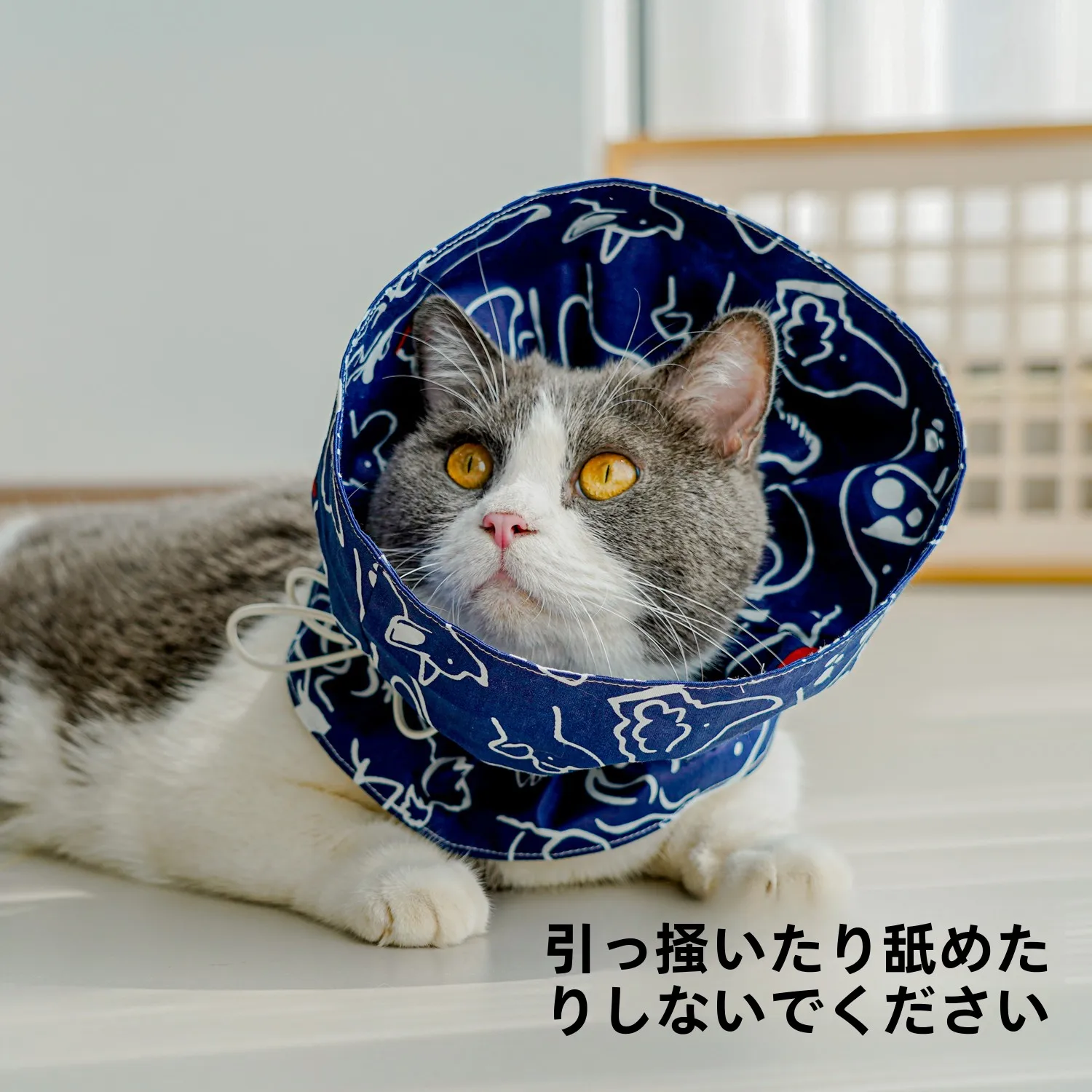猫にかけるエリザベスカラーは、本当に必要なのか？