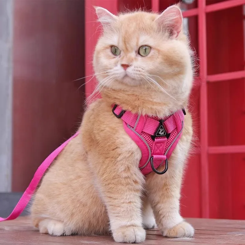 猫飼いが買ってよかったもの・悪かったもの正直に言う｜外出時のハーネス選びの完全ガイド