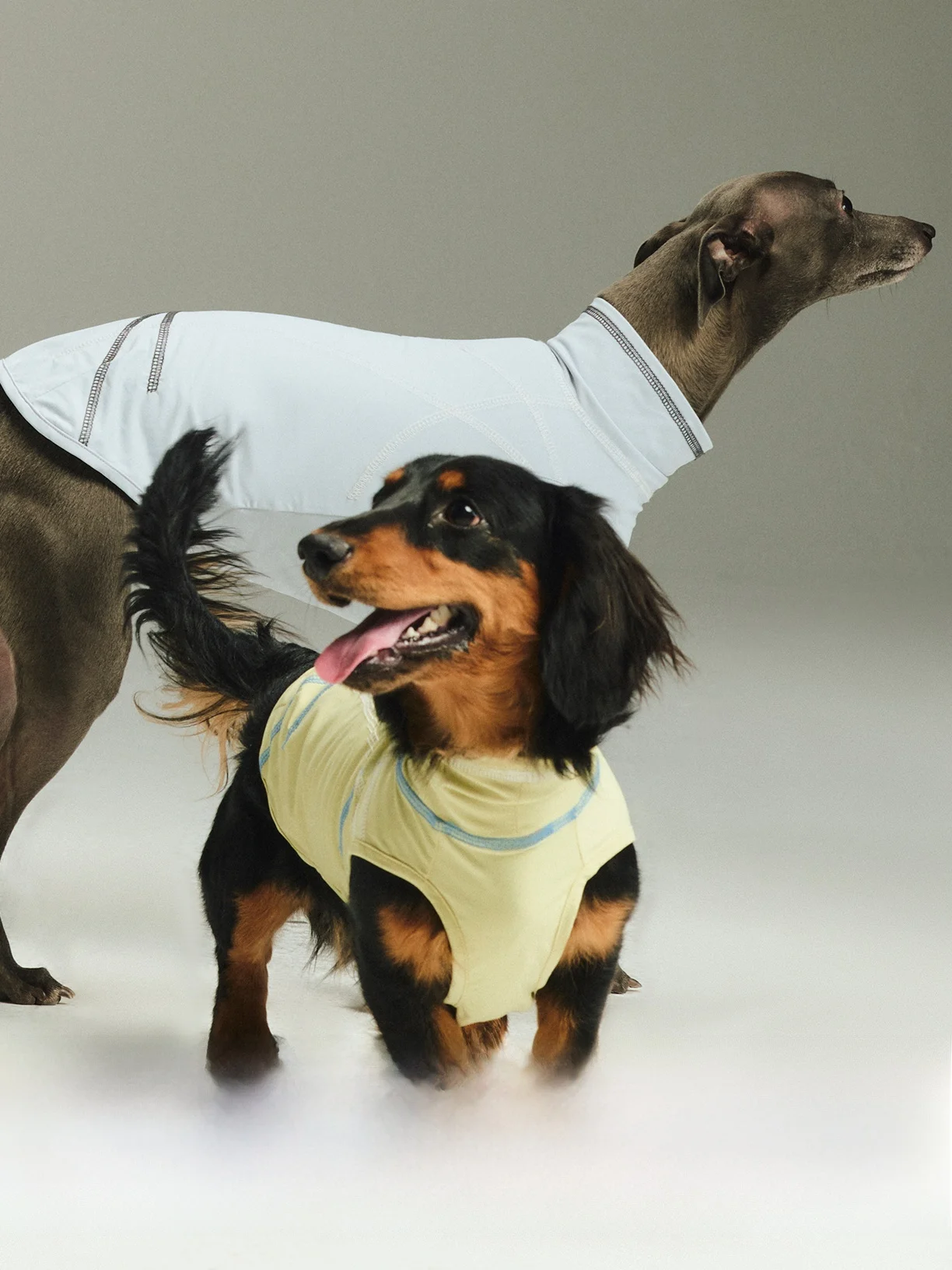 犬のお散歩グッズをコスパ良く揃える方法　徹底解説・選び方のポイント