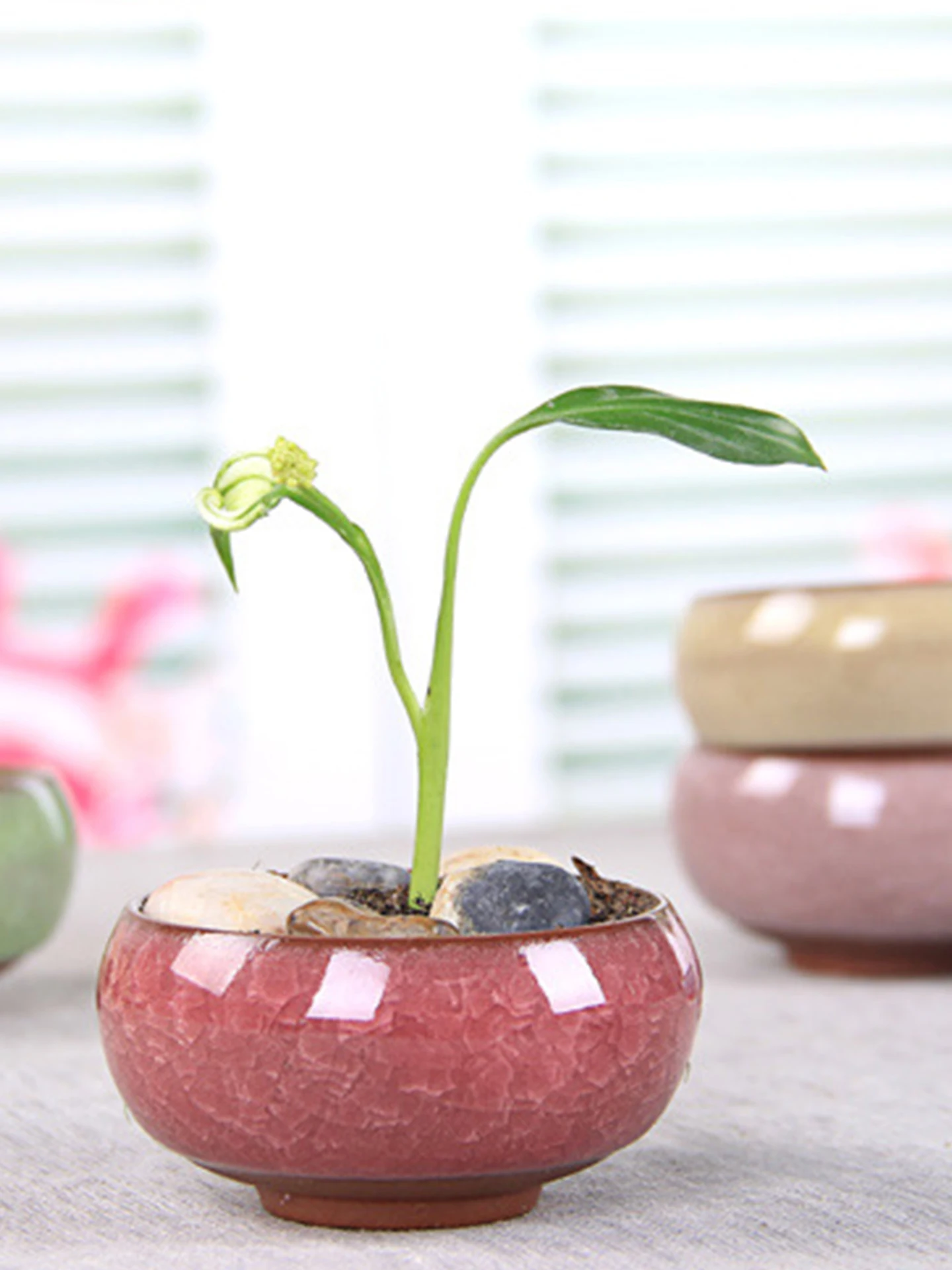 可愛すぎる多肉植物の鉢を選ぶには？リアルな選び方とおすすめの1品を解説
