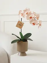 リアルタッチ胡蝶蘭の造花アレンジメント【リビング・ダイニング・玄関用・インテリア装飾】