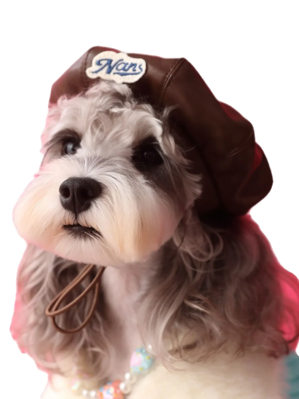 ベレー帽 犬 用の撮影 シュナウザー 甘くてクールな カボチャ 帽：用途とサイズ選定の実証データ