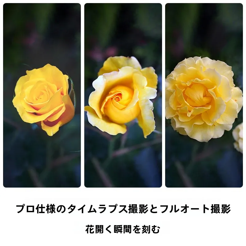 d300s とは？その本質と実際の使い方を、日常のシーンで解き明かす