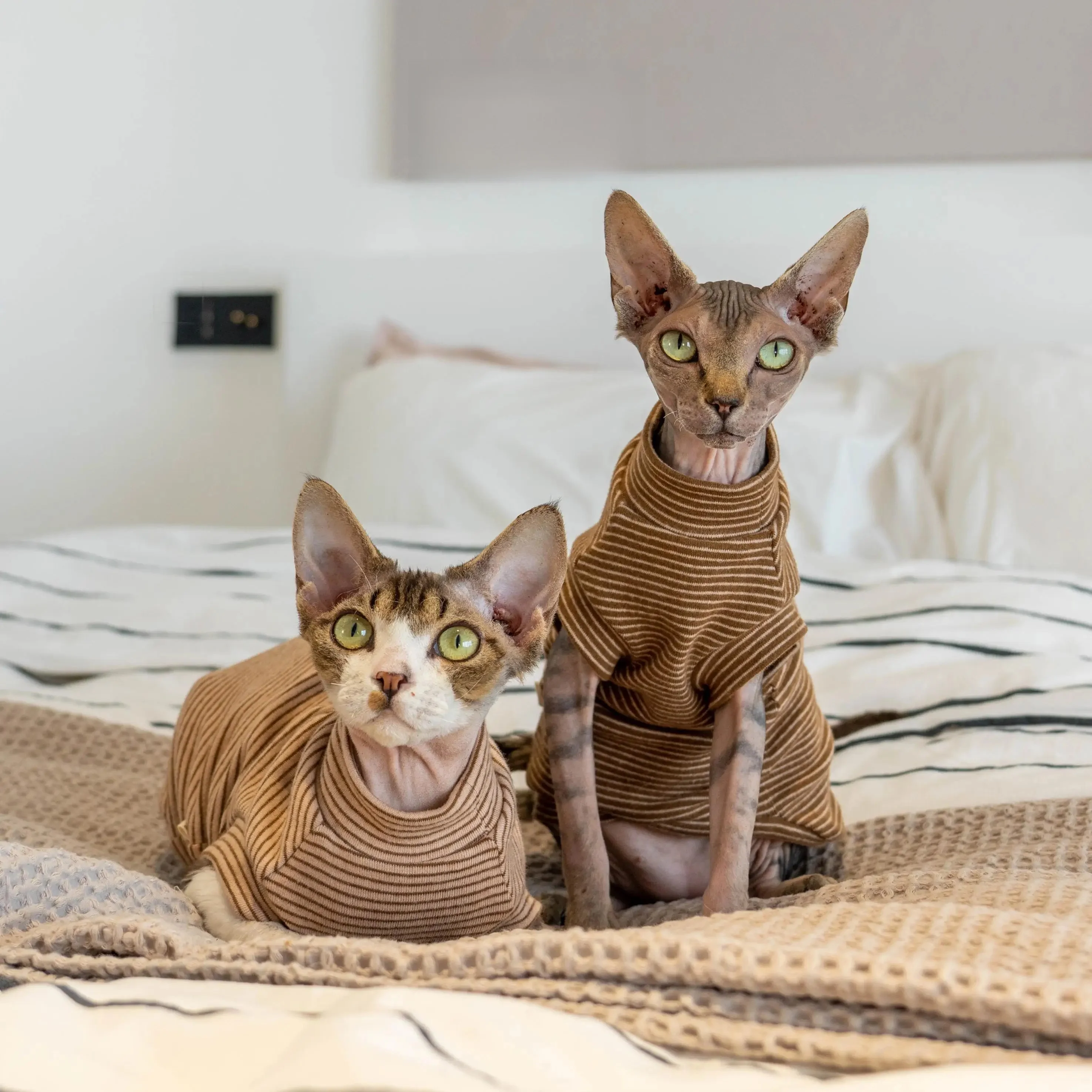 GINGERAIN ストライプデザイン猫用タンクトップ：無毛猫向けの保温性と快適性を実証