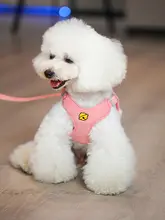 小型犬用ハーネス付きリード【引き抜け防止・テディ・ポメラニアン対応】