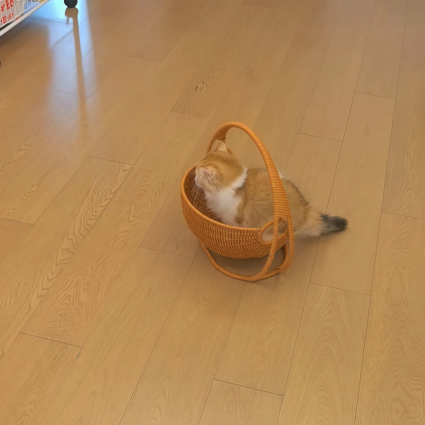 猫  のためのベッドは、本当に「揺篮」がベストなの？