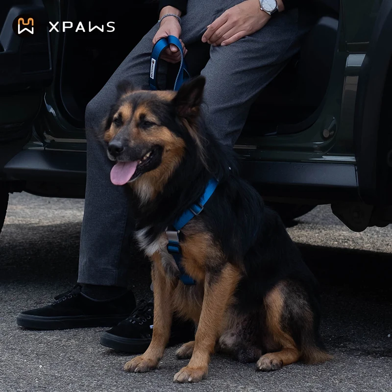 胸部ハーネス型リード：中小型犬向けの散歩サポートシステム