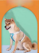 ハーネス式ペット用リード【中小型犬用・Bichon Frise向け・快適なデザイン】