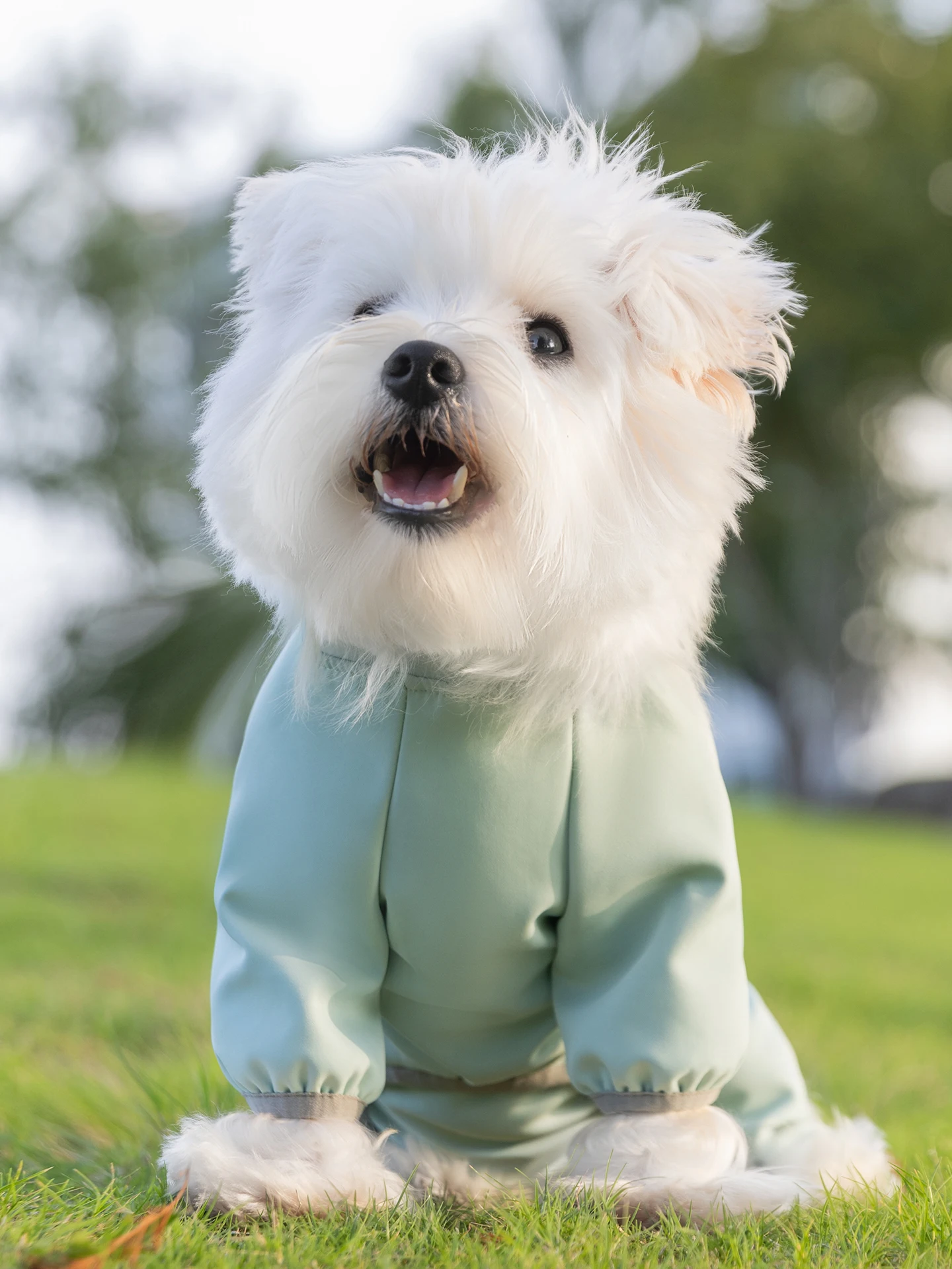 hipidog 3-in-1 ワンピースハーネス：小型犬用の冬用防水防風ウェアの実用性と使い方